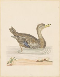 Anatra roana