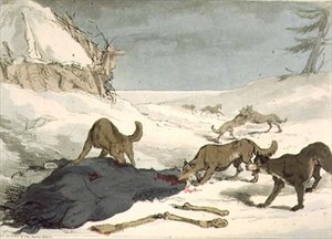 La caccia al lupo, tavola 74 da Volume III di 