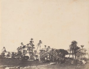 Studio di palme, rive del Nilo, Kalabschi, 1853-54