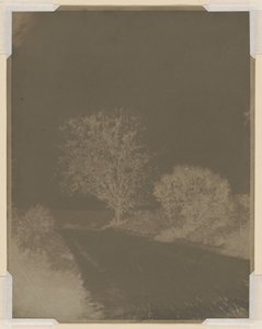 Albero sul ciglio della strada da John Beasley Greene