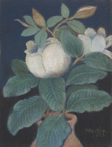 Fiori di Magnolia