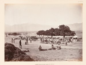 Campo di Safed Sang da John Burke
