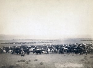 Cowboy che radunano il bestiame, South Dakota c.1890