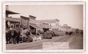 Squadre di buoi a Sturgis, D.T., pub.1887 - 1892 (foto)