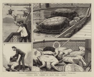 Portare a casa le tartarughe a bordo della HMS Jumna da John Charles Dollman