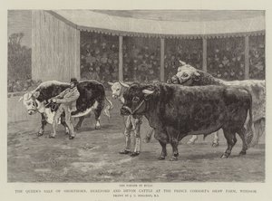 La vendita della regina di bovini Shorthorn, Hereford e Devon alla Shaw Farm del principe consorte, Windsor da John Charles Dollman