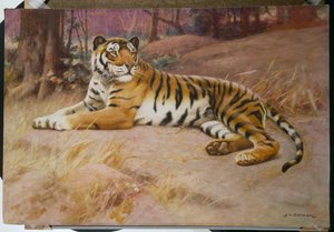 La tigre da John Charles Dollman