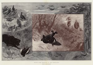 Caccia al gallo nero nelle Highlands
