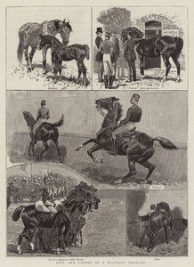 Vita e carriera di un cavallo militare
