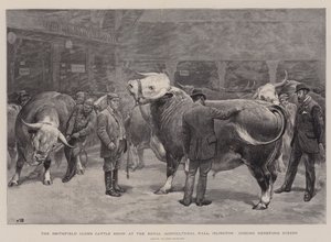 La Mostra di Bovini del Club di Smithfield alla Royal Agricultural Hall, Islington, giudizio dei Manzi Hereford