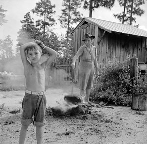 Escambia Farms, Florida. Bollitura dell