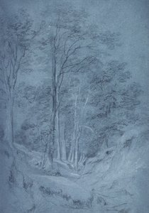 Studio di frassini e altri alberi