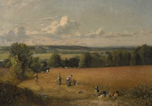 Il campo di grano