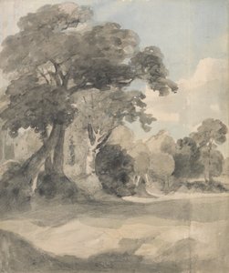 Alberi in un prato