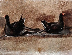 Due gallinelle d