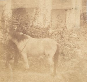 [Uomo e cavallo, Government House, Allahabad] da John Constantine Stanley
