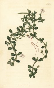 Brahmi o giacinto d
