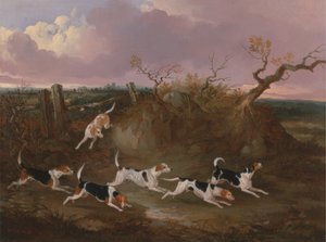 Beagle in Piena Corsa