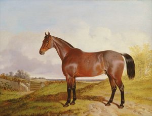 Studio di un cavallo baio in un paesaggio, 1854 da John Dalby