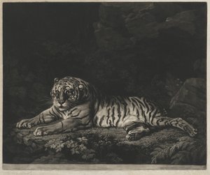 Una tigre da John Dixon after George Stubbs