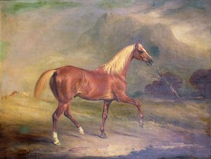 Stallone arabo castano da John E. Ferneley
