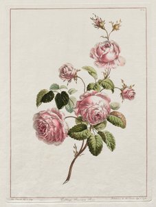 Una collezione di fiori disegnati dal vero - Rosa di provincia, 1801