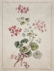 Una collezione di fiori disegnati dalla natura: No. 6 - Geranio scarlatto e variegato da John Edwards
