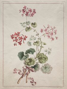 Una Collezione di Fiori Disegnati dalla Natura: No. 6 - Geranio Scarlatto e Variegato, 1801