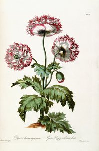 Papavero da Giardino con Semi Neri, 1769