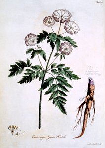 Cicuta maggiore, illustrazione da 