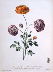 Ranuncolo, illustrazione da 