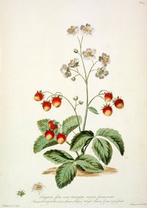 Fragola: Foglie ovali a forma di lancia e un frutto ovale da 