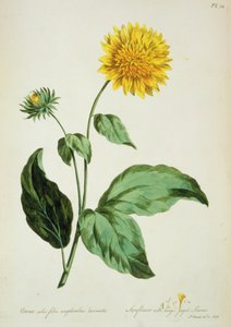 Girasole: con grandi foglie frastagliate (Corona) da 