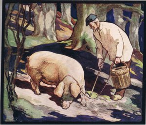 Un maiale alla ricerca di tartufi, illustrazione da 