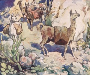 Alpaca su un sentiero di montagna, illustrazione da 