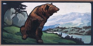 Orso Bruno
