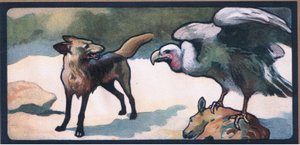 Sciacalli
