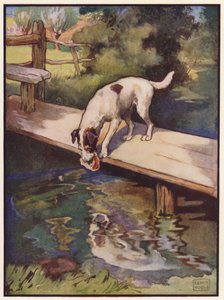 Il cane e l