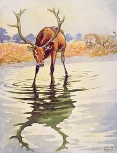 Il Cervo e il suo Riflesso da 