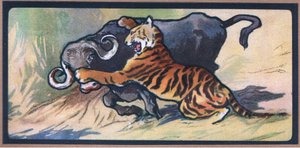 Tigre e bufalo da John Edwin Noble