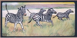 Zebre