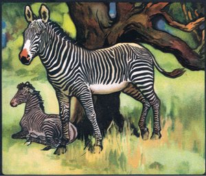 Zebre, illustrazione da 