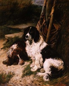 Spaniel marrone e bianco e bianco e nero da John Emms