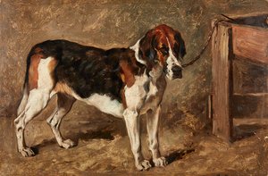 Studio di un cane