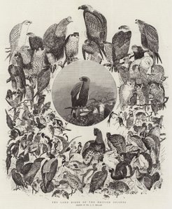Gli uccelli terrestri delle isole britanniche da John Everett Millais