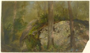 Scena di foresta