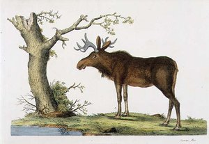Cervus Alces (Alce)