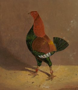 Galli da combattimento: un gallo da combattimento dal petto scuro, rivolto a sinistra