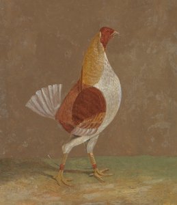 Galli da combattimento: un gallo da combattimento dal petto pallido, rivolto a destra