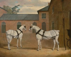 Cavalli da carrozza grigi nel cortile della carrozza a Putteridge Bury, Hertfordshire da John Frederick Herring
